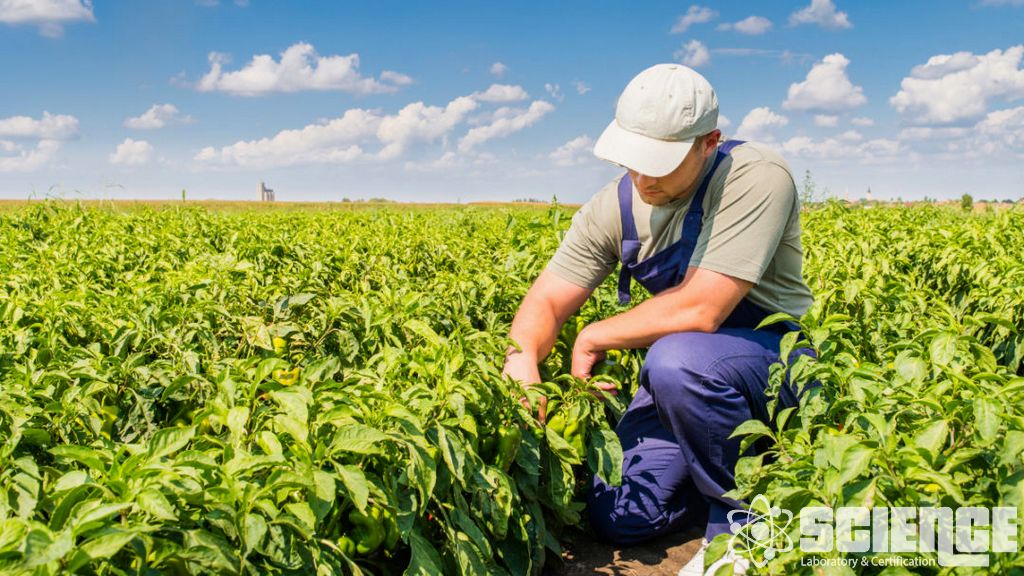 5 Parti Pestisit Analizi