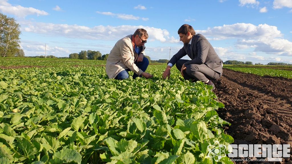 Bal Arısı Yarı Alan Testleri