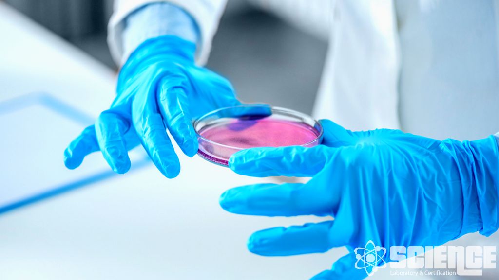 Bi-Spesifik Antikor Geliştirme Testleri