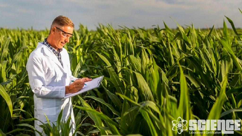 Böcek Direnç Çalışmaları