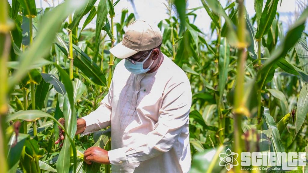 Bombus Arısı Yarı Tarla ve Alan Testi