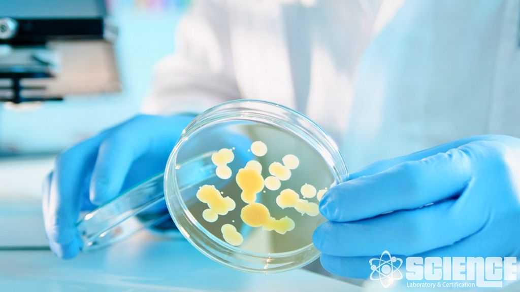 Dermal Absorpsiyon Çalışmaları