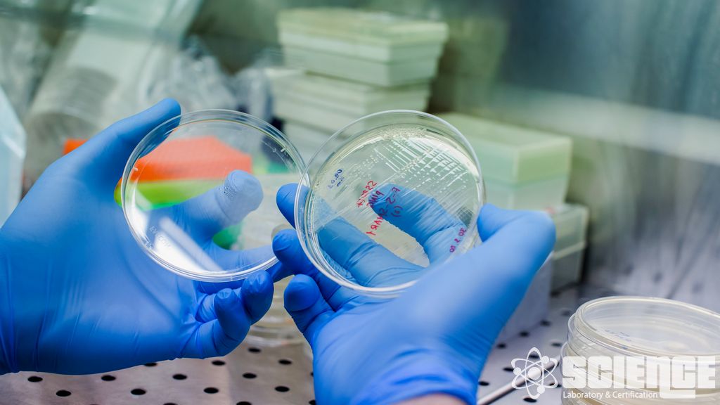 Elementel Safsızlıklar Testi