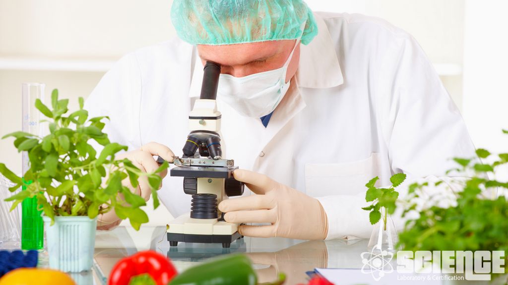 Genetiği Değiştirilmiş Organizmalar (GDO) Testi