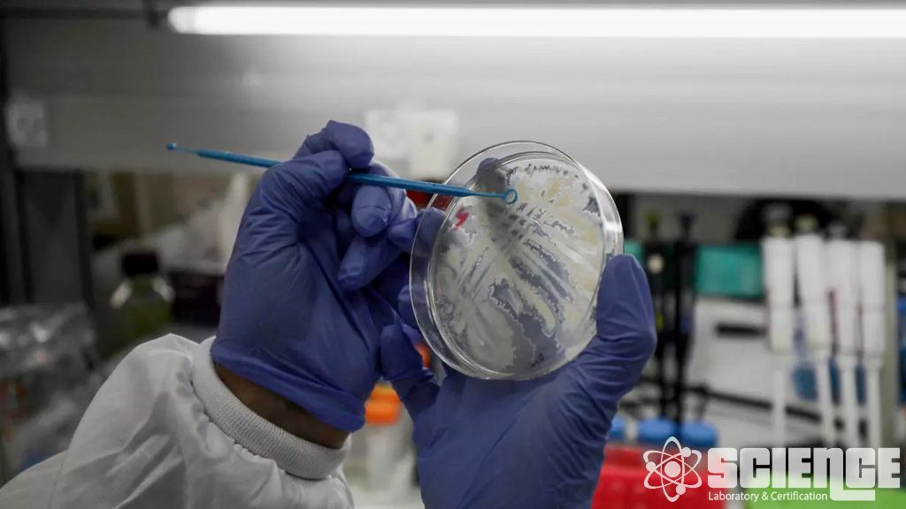 Genetik Stabilite Testi