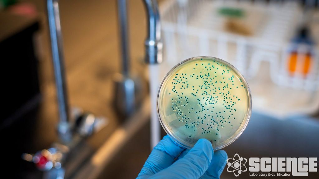 Genetik Toksikoloji Testi