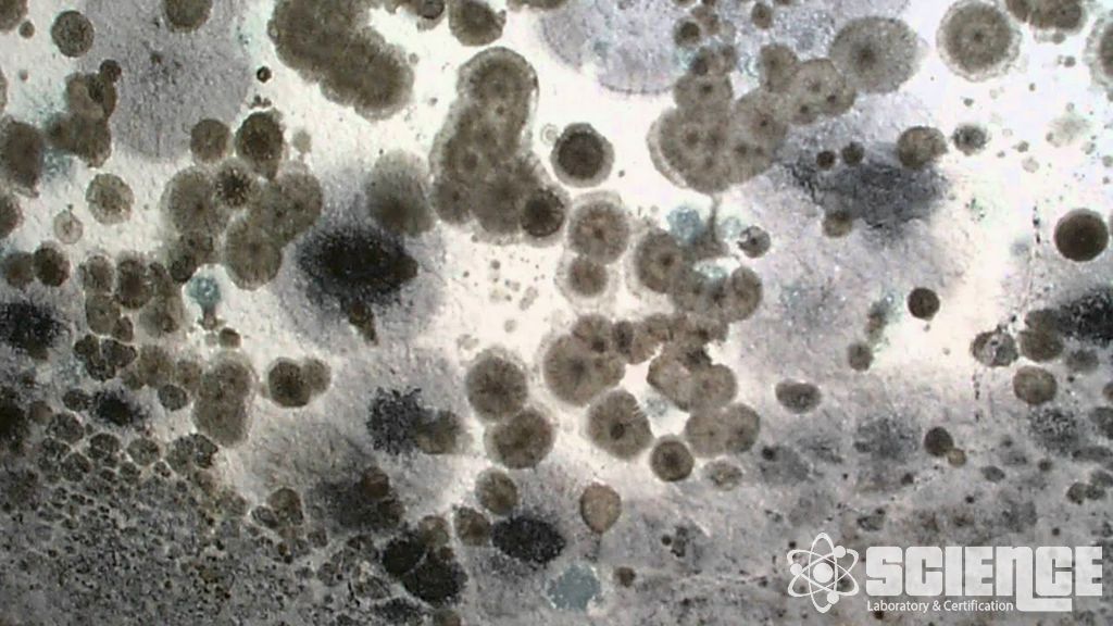 İklim - Mantar Testi