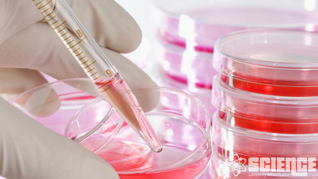 Kozmetik için Yasaklanmış veya Kısıtlanmış İçerik Testi