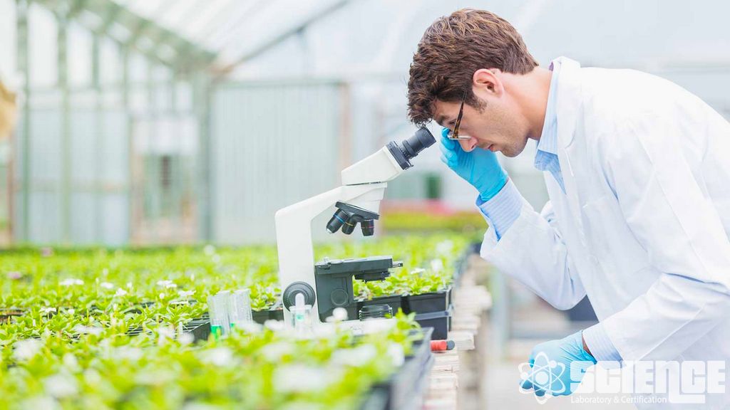 Tohum Araştırma ve Geliştirme