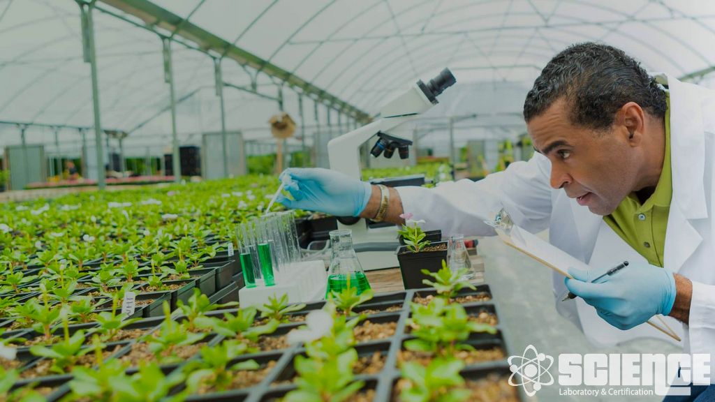 Tohum Genetik Saflığı Testi