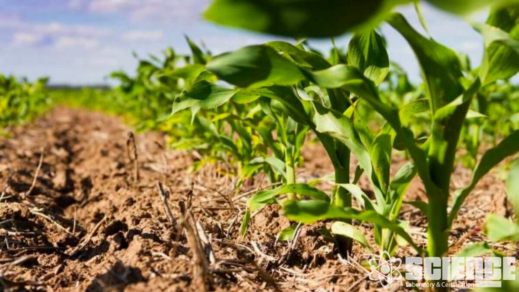 Toprak Verimliliği ve Bitki Besleme Analizi